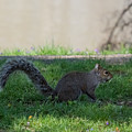 Squirrel at a stand still Photograph by Holden The Moment Squirrel at a stand still Photograph by Holden The Moment