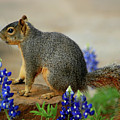 Squirrel in Texas Bluebonnets Photograph by Ted Keller Squirrel in Texas Bluebonnets Photograph by Ted Keller