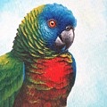 St. Lucia Parrot by Christopher Cox St. Lucia Parrot by Christopher Cox