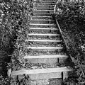 Stairway Through Foliage Photograph by Phil Perkins Stairway Through Foliage Photograph by Phil Perkins
