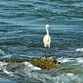 Standing Alone by Sandeep Gangadharan Standing Alone by Sandeep Gangadharan