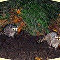 Stanley Park Rascals by Will Borden Stanley Park Rascals by Will Borden