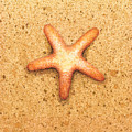 Star Fish by Katherine Young-Beck Star Fish by Katherine Young-Beck