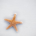 Starfish Photograph by Robert Bellomy Starfish Photograph by Robert Bellomy