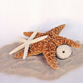 Starfish Still Life Photograph by Terri Harper Starfish Still Life Photograph by Terri Harper