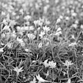 Starflower Spring Field by Rachel Morrison Starflower Spring Field by Rachel Morrison