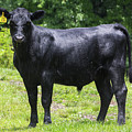 Staring Steer Photograph by D K Wall Staring Steer Photograph by D K Wall