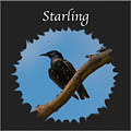 Starling Photograph by Holden The Moment Starling Photograph by Holden The Moment