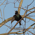Starling Yelling Photograph by Holden The Moment Starling Yelling Photograph by Holden The Moment
