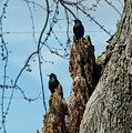 Starlings Times Two Photograph by Holden The Moment Starlings Times Two Photograph by Holden The Moment