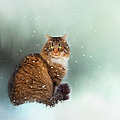 Starting To Snow Again Photograph by Theresa Tahara Starting To Snow Again Photograph by Theresa Tahara