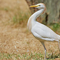 Stately walking Cattle egret by Nick Biemans