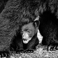 Staying Close-bw Photograph by Joye Ardyn Durham