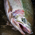 Steelhead 1 by Jason Brooks Steelhead 1 by Jason Brooks
