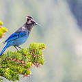 Stellers Jay Photograph by Martin Gollery Stellers Jay Photograph by Martin Gollery