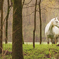 Stepping into the Wild Photograph by Holly Ross Stepping into the Wild Photograph by Holly Ross
