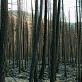 Stickpin Photograph by Troy Stapek Stickpin Photograph by Troy Stapek