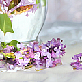 Still Life With Lilacs Photograph by Theresa Tahara Still Life With Lilacs Photograph by Theresa Tahara