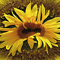 Still Life With Sunflower Digital Art by Becky Titus Still Life With Sunflower Digital Art by Becky Titus