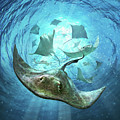 Sting Rays Digital Art by Jerry LoFaro Sting Rays Digital Art by Jerry LoFaro