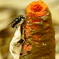 Tip Of Stinkhorn Mushroom With Fly Photograph by Daniel Reed Tip Of Stinkhorn Mushroom With Fly Photograph by Daniel Reed