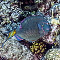 Stoplight Parrotfish Terminal Phase Photograph by Perla Copernik Stoplight Parrotfish Terminal Phase Photograph by Perla Copernik