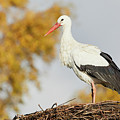 Stork on a nest, trees in the background by Nick Biemans