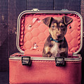 Stowaway by Edward Fielding Stowaway by Edward Fielding