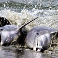 Strand Feeding Photograph by Jim Miller Strand Feeding Photograph by Jim Miller