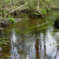 Stream in the Forest 2 by Quwatha Valentine