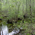 Stream in the Forest by Quwatha Valentine