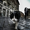 Street Cat by Nicklas Gustafsson Street Cat by Nicklas Gustafsson