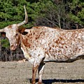 Strike A Pose - Longhorn Style by Betty Northcutt Strike A Pose - Longhorn Style by Betty Northcutt