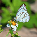 Striped Albatross Butterfly DTHN0208 Photograph by Gerry Gantt Striped Albatross Butterfly DTHN0208 Photograph by Gerry Gantt