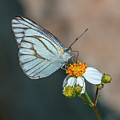 Striped Albatross Butterfly DTHN0209 Photograph by Gerry Gantt Striped Albatross Butterfly DTHN0209 Photograph by Gerry Gantt