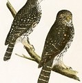 Strix Pusilla by English School Strix Pusilla by English School