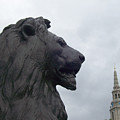 Strong Lion Photograph by Mary Mikawoz Strong Lion Photograph by Mary Mikawoz