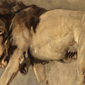 Study Of A Lion by After Edwin Landseer Study Of A Lion by After Edwin Landseer