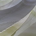 Succulent Series 1-1 Photograph by J Doyne Miller Succulent Series 1-1 Photograph by J Doyne Miller