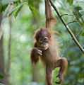 Sumatran Orangutan Pongo Abelii One Photograph by Suzi Eszterhas Sumatran Orangutan Pongo Abelii One Photograph by Suzi Eszterhas