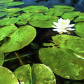 Summer Bloom by Lori Dobbs
