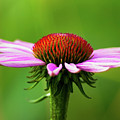 Summer Burst... Photograph by Nina Stavlund Summer Burst... Photograph by Nina Stavlund