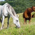 Summer Evening For Horses Photograph by D K Wall Summer Evening For Horses Photograph by D K Wall