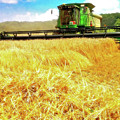 Summer Harvest Photograph by Kevyn Bashore Summer Harvest Photograph by Kevyn Bashore