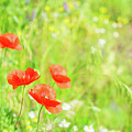 Summer Poppyes Photograph by Anastasy Yarmolovich Summer Poppyes Photograph by Anastasy Yarmolovich