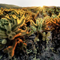 Sun Burst Photograph by Nicki Frates Sun Burst Photograph by Nicki Frates