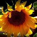 Sun Dancer by Rabiah Seminole