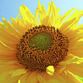 Sun Flowers Art Sunflower Giclee Prints Baslee Troutman by Baslee Troutman Sun Flowers Art Sunflower Giclee Prints Baslee Troutman by Baslee Troutman
