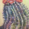 Sun Kissed Barrel Cactus by Charme Curtin Sun Kissed Barrel Cactus by Charme Curtin