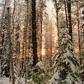 Sun of Winter Trees Photograph by Troy Stapek Sun of Winter Trees Photograph by Troy Stapek